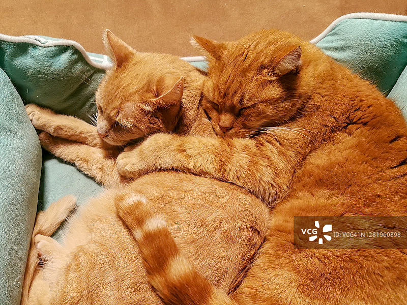 两只红色猫咪对峙图片素材