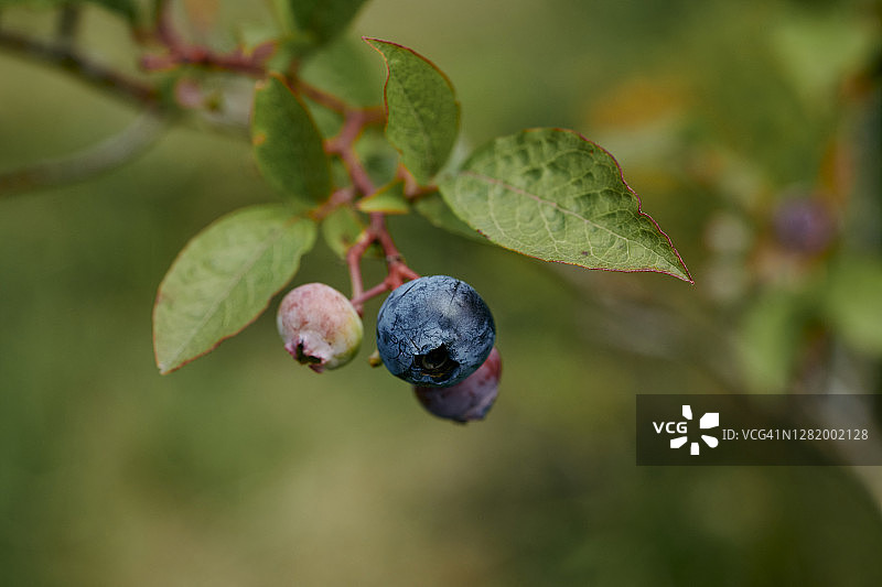 树上未成熟的蓝莓特写。图片素材