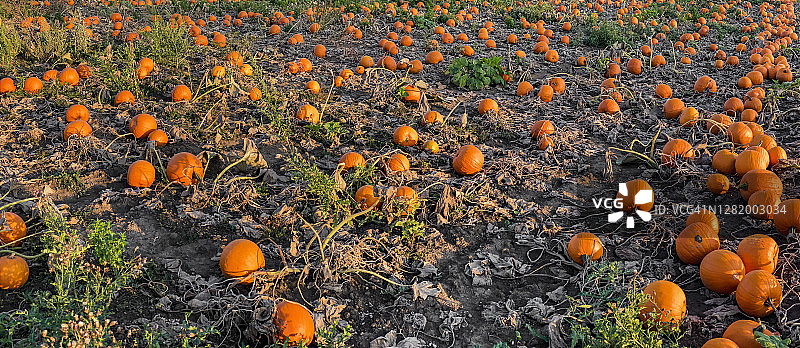 等待收获的橙色北海道南瓜田，十月万圣节和感恩节图片素材