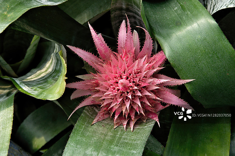 银花瓶凤梨（姬凤梨）图片素材