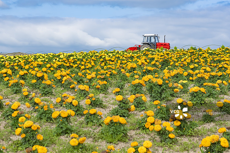 夏季日本北海道美瑛町菅野农场的红色农用卡车和黄色花田图片素材