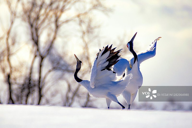 冬季日本北海道钏路雪山上跳舞的丹顶鹤图片素材