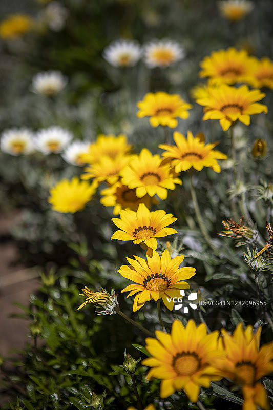 明亮的黄色非洲雏菊图片素材