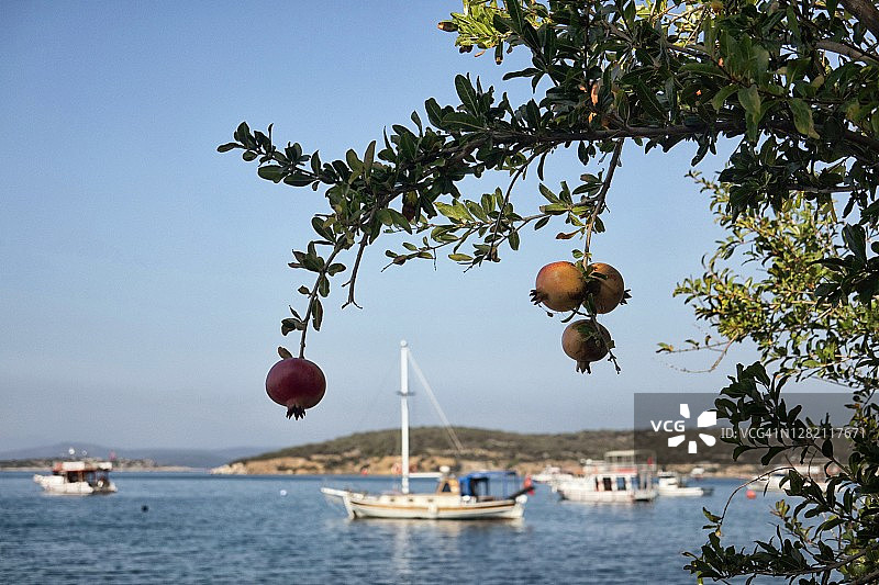 伊尔迪尔海湾石榴树后停泊的船只图片素材
