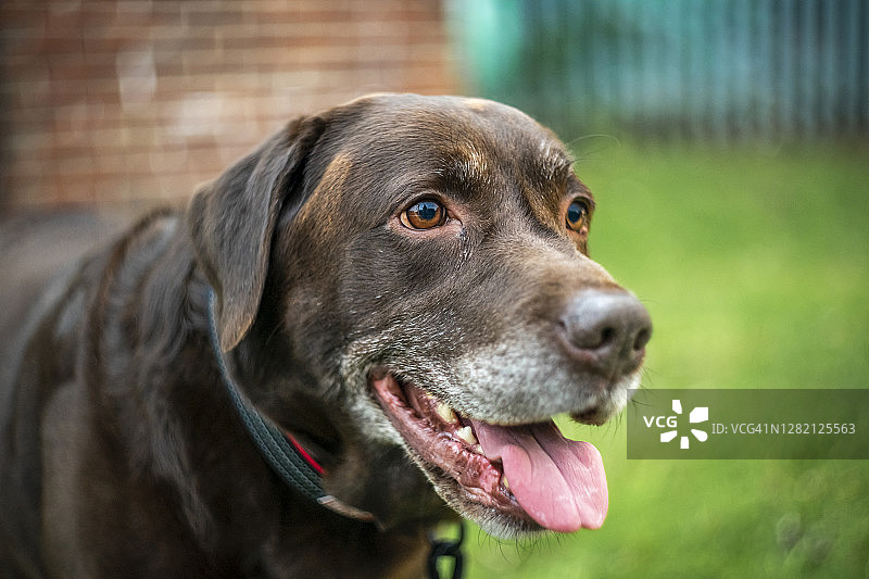 成熟的巧克力色拉布拉多犬图片素材
