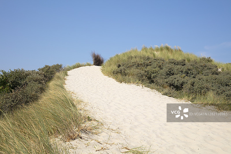 阳光明媚的日子里，沙滩上沙丘上的芒草图片素材