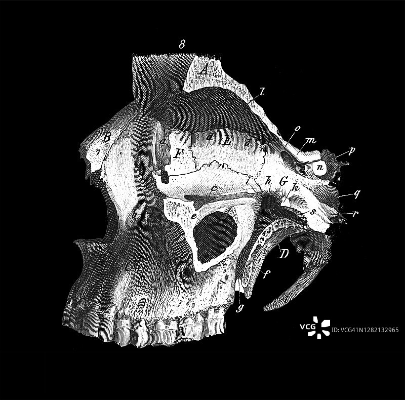 人头骨，上颌骨古老版画插图图片素材