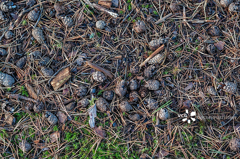 森林中地面上的干燥松果图片素材