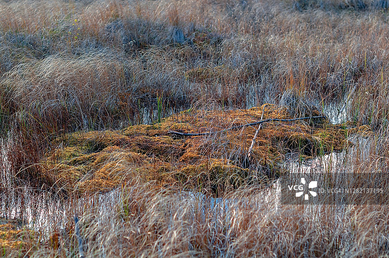 深秋沼泽中的隆起图片素材