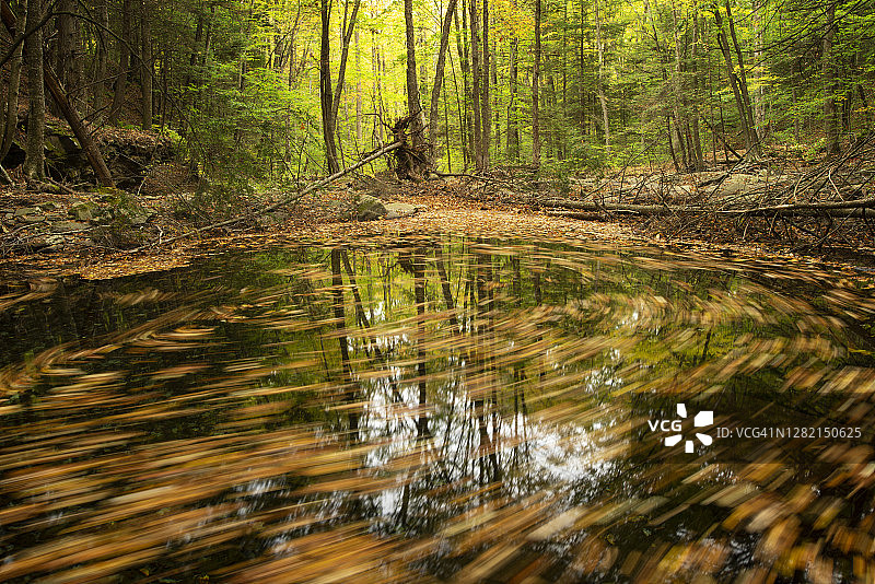 秋天的洛亚尔索克州立森林图片素材