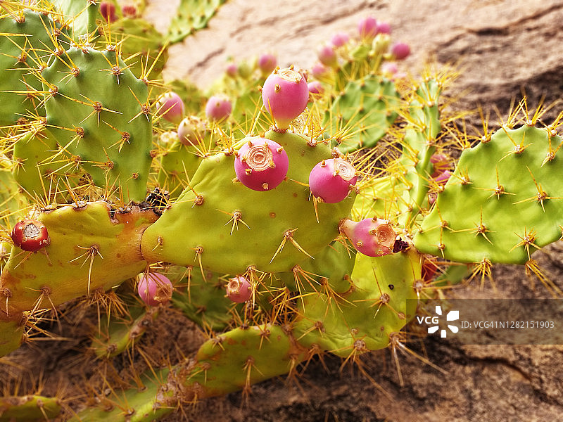 自然状态下的仙人掌果实特写。带刺和红色金枪鱼果。图片素材
