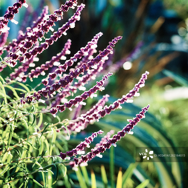 绚丽的紫色鼠尾草花朵（墨西哥鼠尾草）图片素材