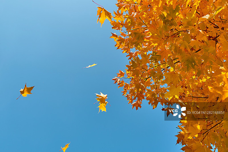 蓝天背景下的黄色秋叶枫树枝图片素材