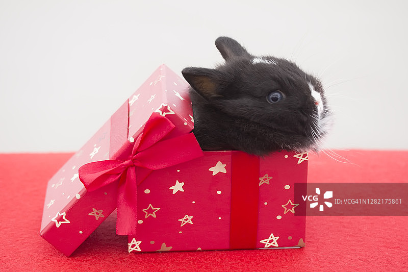 礼品盒中的兔子图片素材