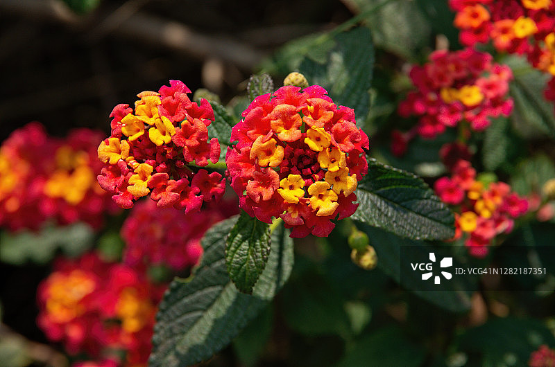 盛开的马缨丹植物图片素材
