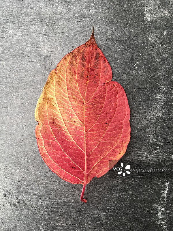 红色和黄色秋季山茱萸叶图片素材