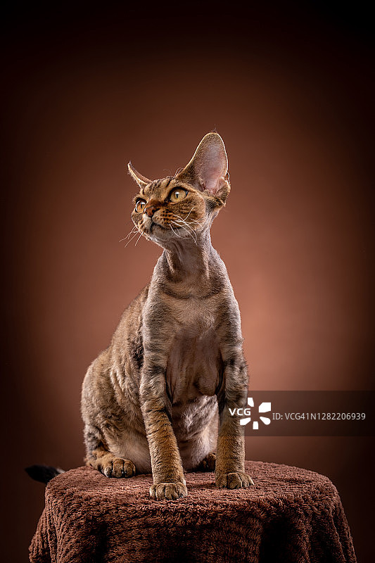 德文雷克斯猫参加猫展图片素材