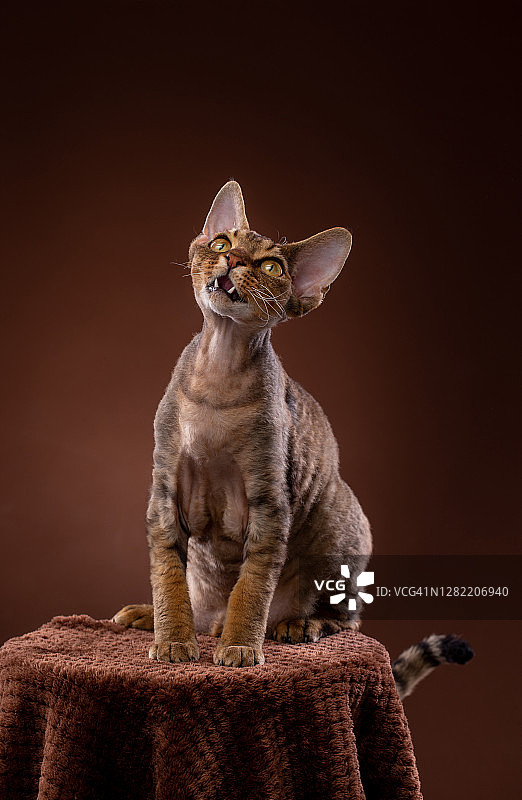 好奇的德文卷毛猫坐在基座上图片素材