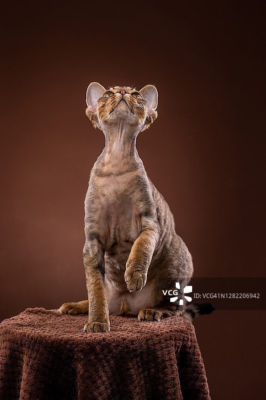 坐在基座上向上看的好奇的德文雷克斯猫图片素材