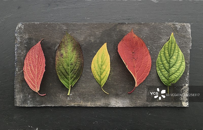 石板垫上的天然落叶图片素材