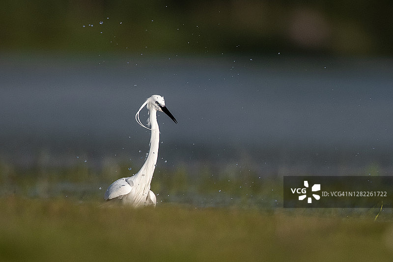 小白鹭漫步湿地图片素材