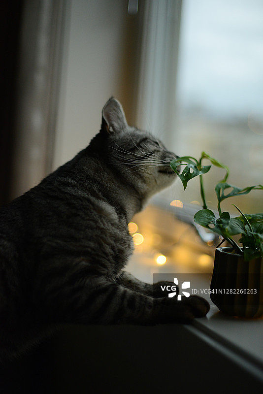 猫咪好奇地看着窗台上小盆栽图片素材