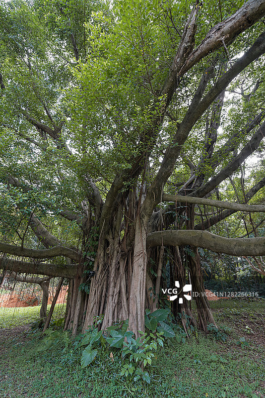 根系发达的大树图片素材