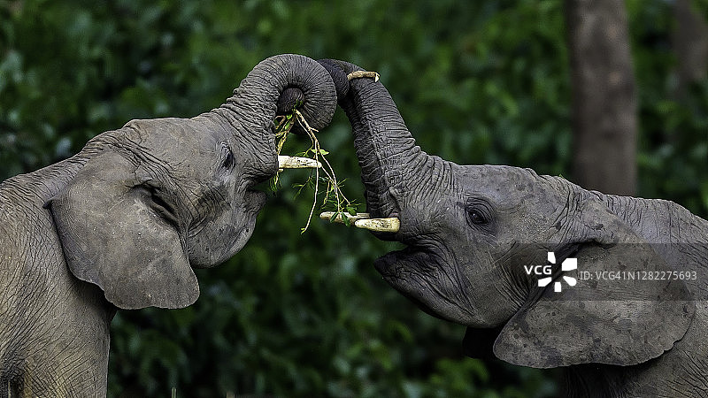 两头公牛嬉戏打闹图片素材