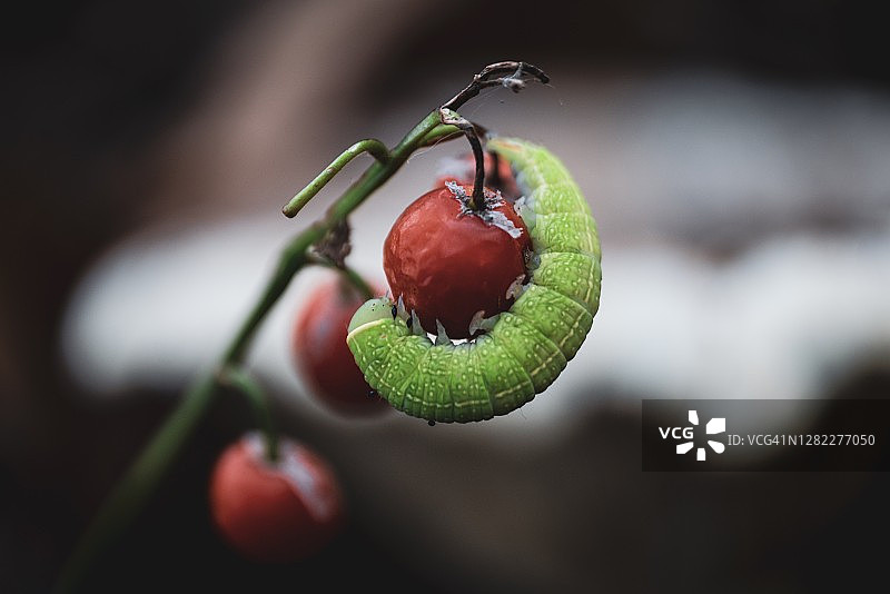 华丽的毛毛虫图片素材