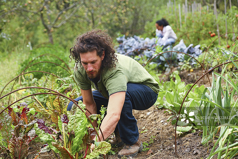 男人在园艺图片素材