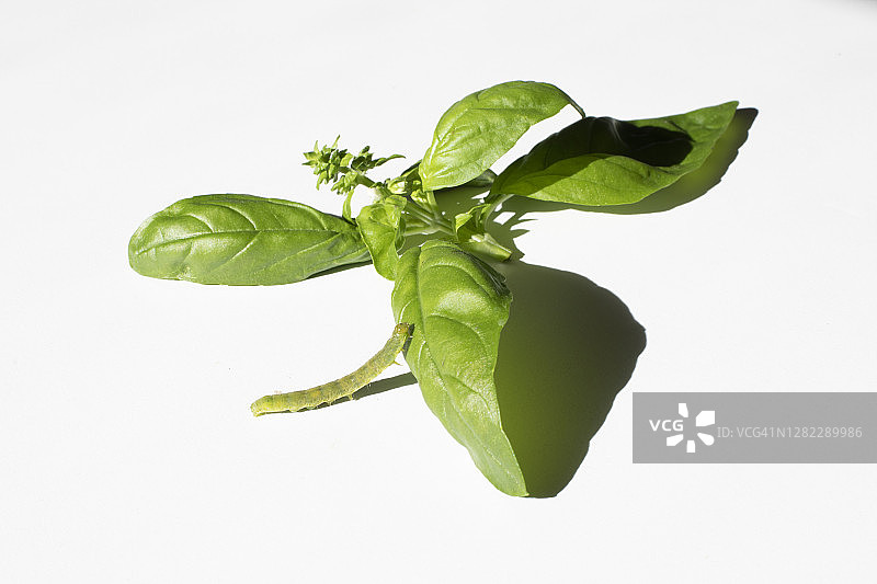 绿色蠕虫图片素材