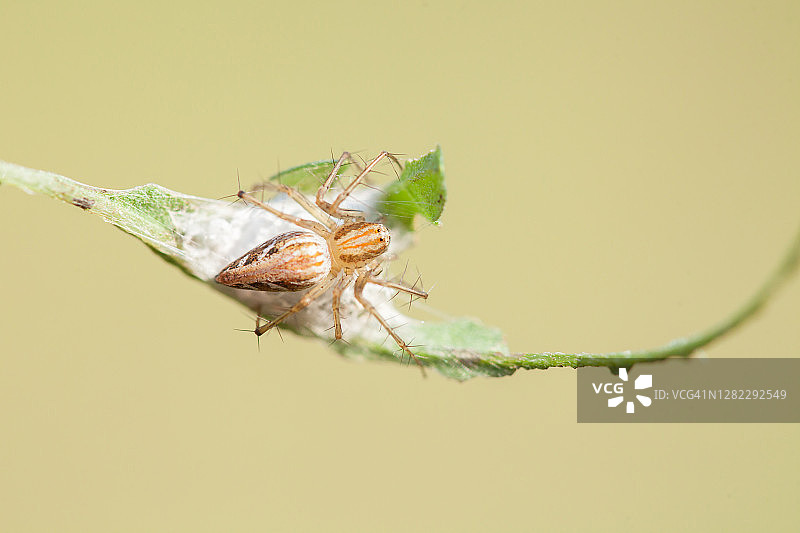 蜘蛛和它的卵囊图片素材