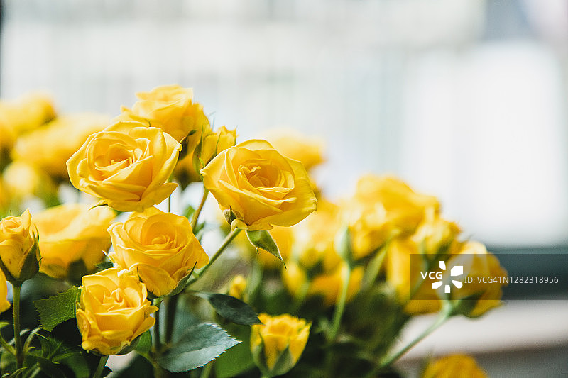 窗边的黄色玫瑰图片素材