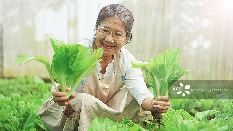 奶奶高兴地采摘有机蔬菜图片素材