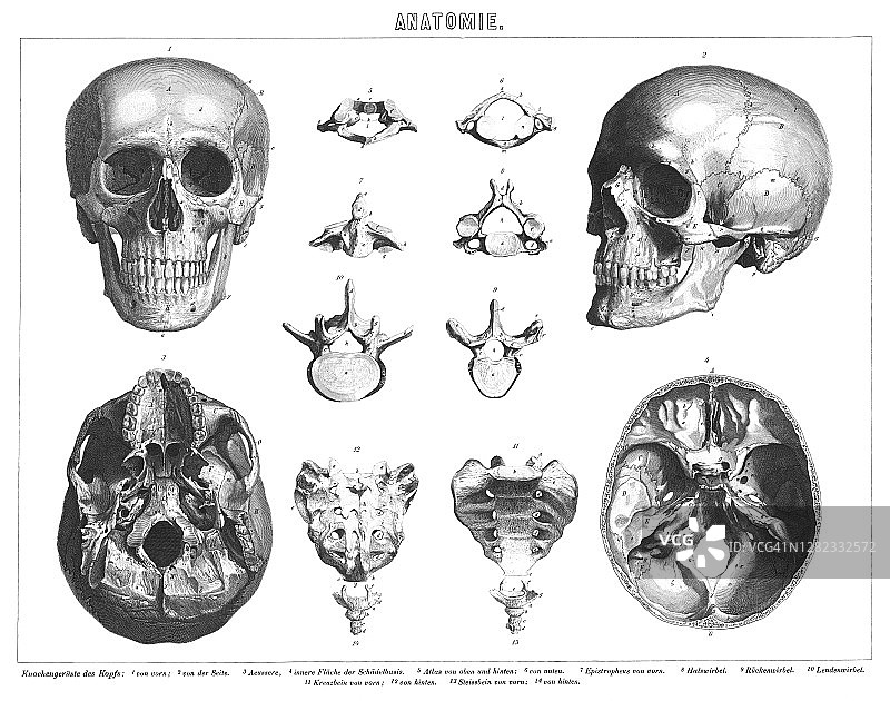 人类骨骼头骨雕刻插图图片素材