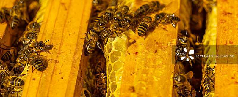 蜂巢中采蜜的蜜蜂图片素材