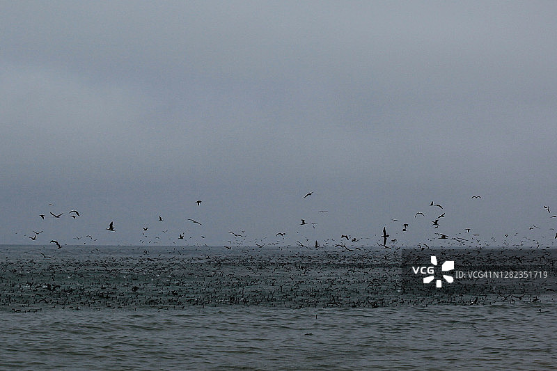 鸟类疯狂觅食图片素材