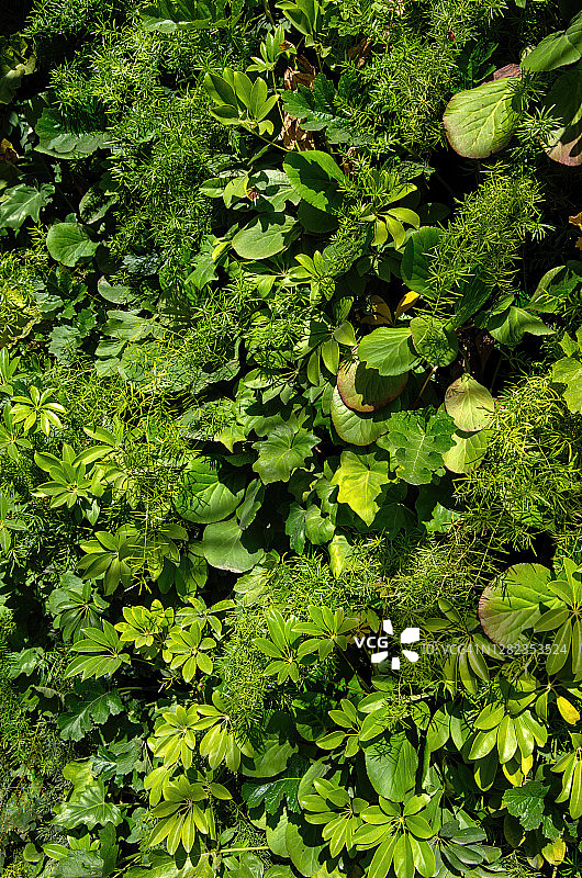 建筑外墙垂直绿化图片素材