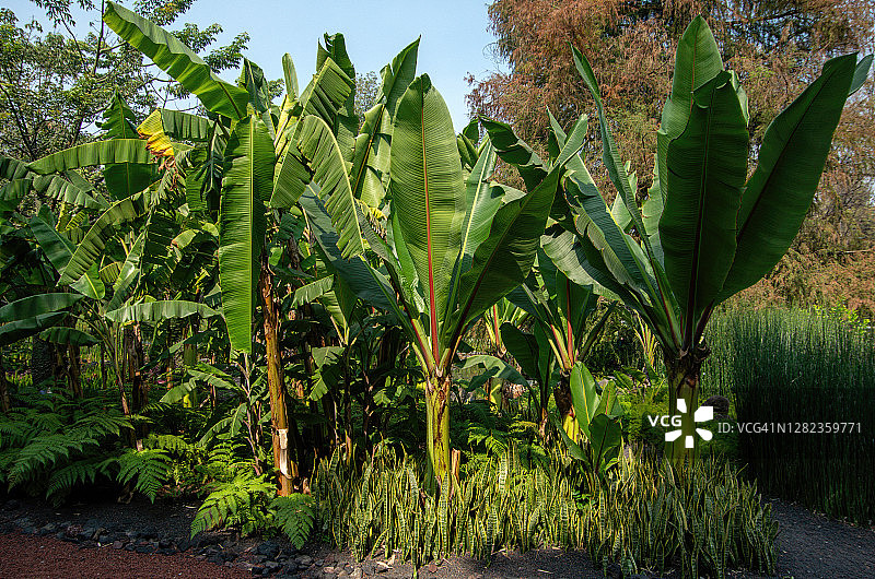 热带花园中的香蕉树图片素材