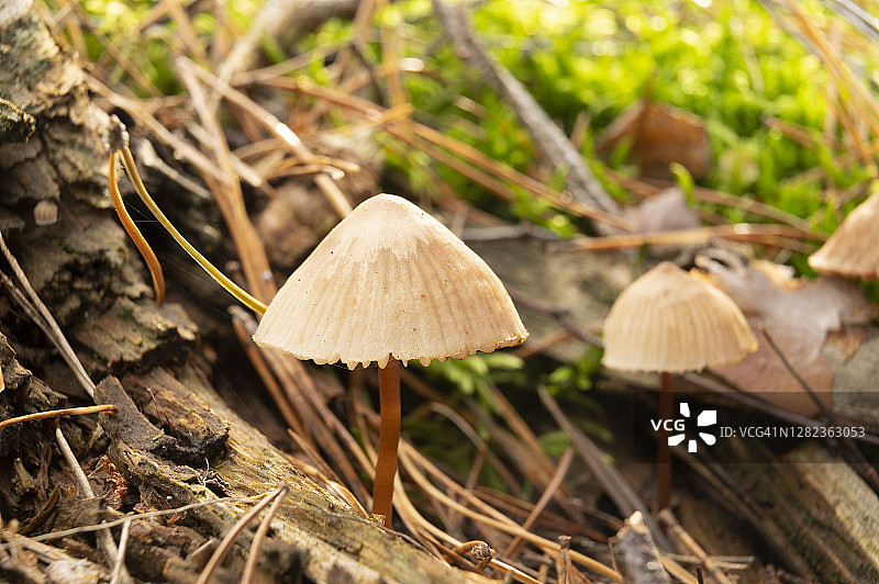 草原小皮伞，在森林地面上生长的仙女环蘑菇，德国勃兰登堡图片素材