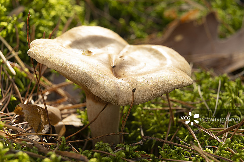 勃兰登堡松树林中秋季蘑菇特写图片素材