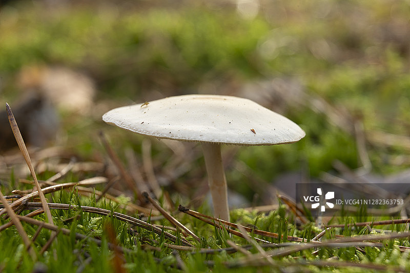 勃兰登堡松树林中长满苔藓的地面上生长的秋季蘑菇图片素材