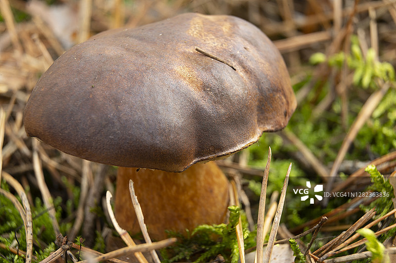 美味牛肝菌——森林地面生长的意大利牛肝菌，德国（勃兰登堡）图片素材