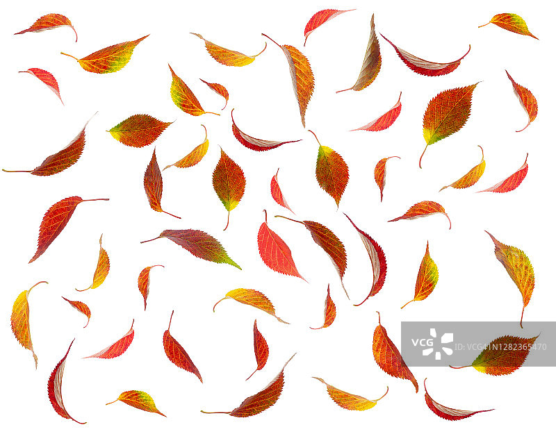 明亮的秋 cherry 叶在白色背景上漂移。图片素材