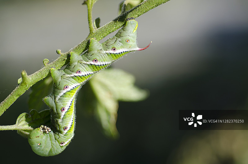 番茄天蛾图片素材