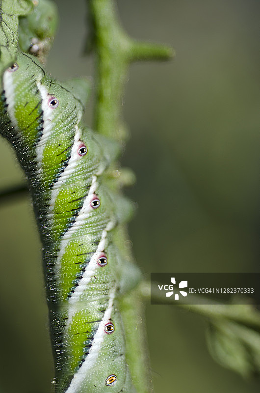 番茄天蛾图片素材