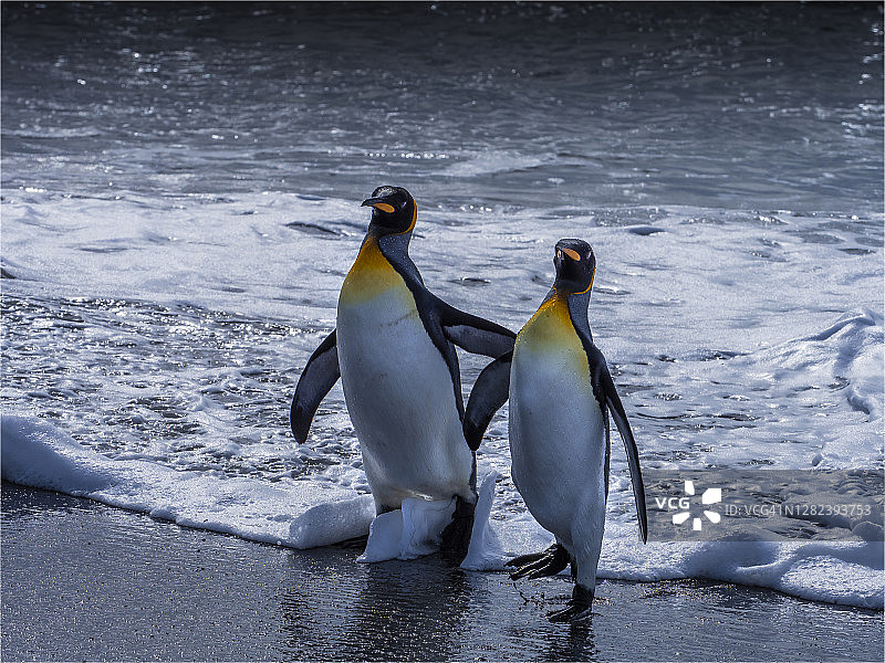 国王企鹅，位于南大西洋南乔治亚岛圣安德鲁斯湾的繁殖地图片素材