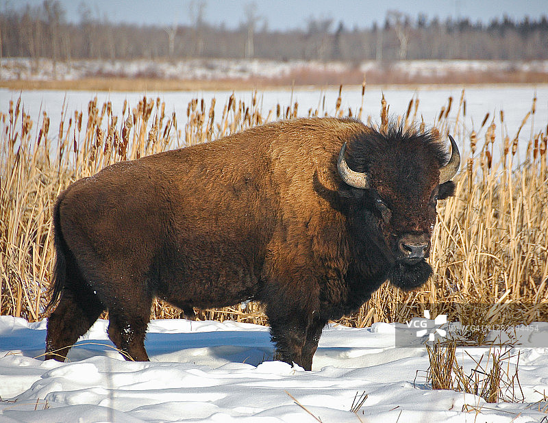 艾尔克岛国家公园的林地野牛图片素材