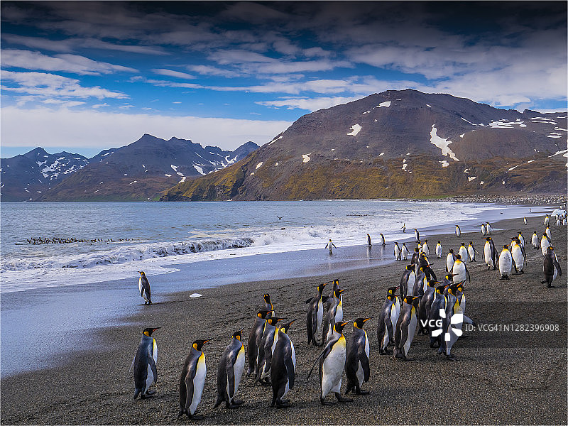 国王企鹅，位于南大西洋南乔治亚岛圣安德鲁斯湾的繁殖地图片素材