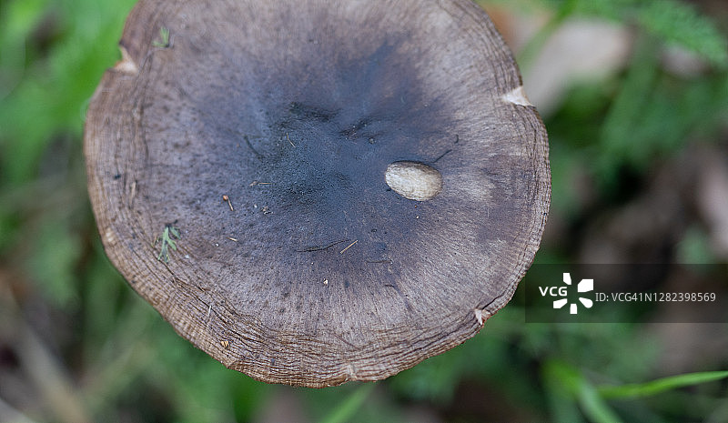 紫绿褶菇图片素材